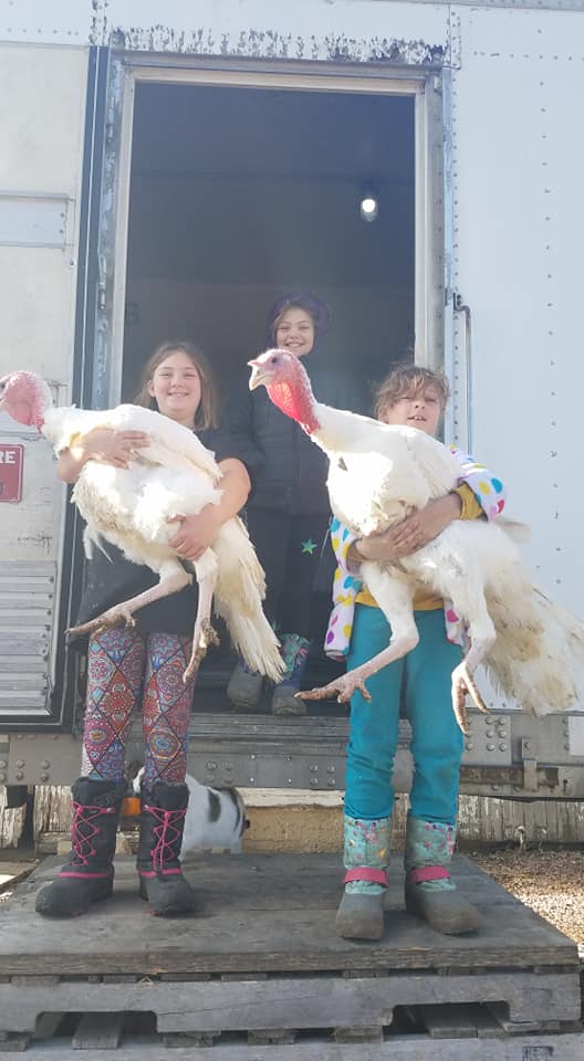 Small Thanksgiving Turkey (~14-16 lbs) - Deposit - Copicut Farms